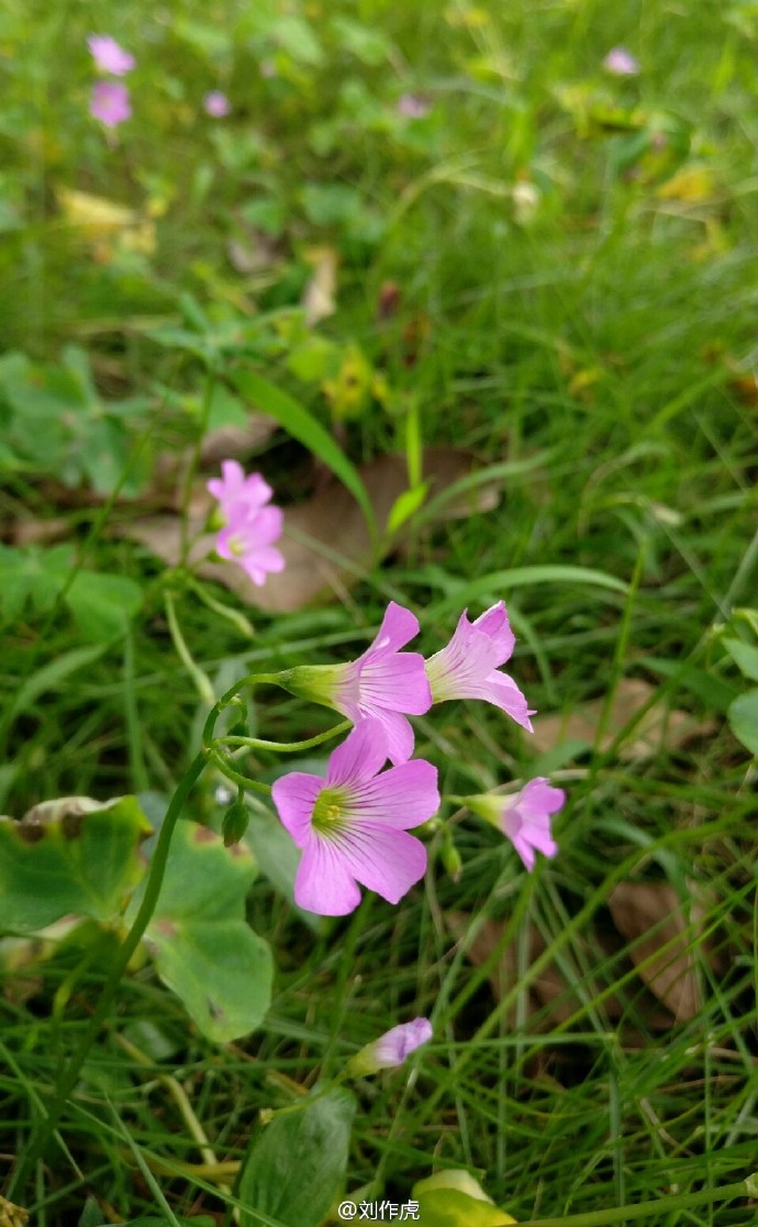 OnePlus 3 Android Smartphone