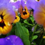 Xiaomi Mi 5s Android Smartphone