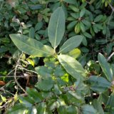 OnePlus 5T Android Smartphone