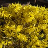 Xiaomi Redmi Note 5 Android Smartphone