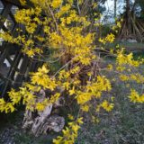 Xiaomi Redmi Note 5 Android Smartphone