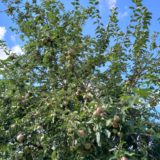 Nubia Z17S Kamera-Sample