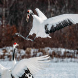 Oppo Reno Foto Sample