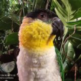 Xiaomi Mi Note 10 Makro