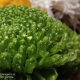 Xiaomi Mi Note 10 Makro