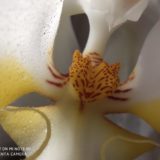 Xiaomi Mi Note 10 Makro