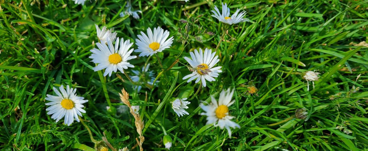 Samsung Galaxy Z Flip Kamera-Sample