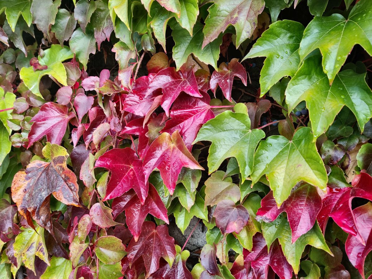 OnePlus 8T Kamera-Sample