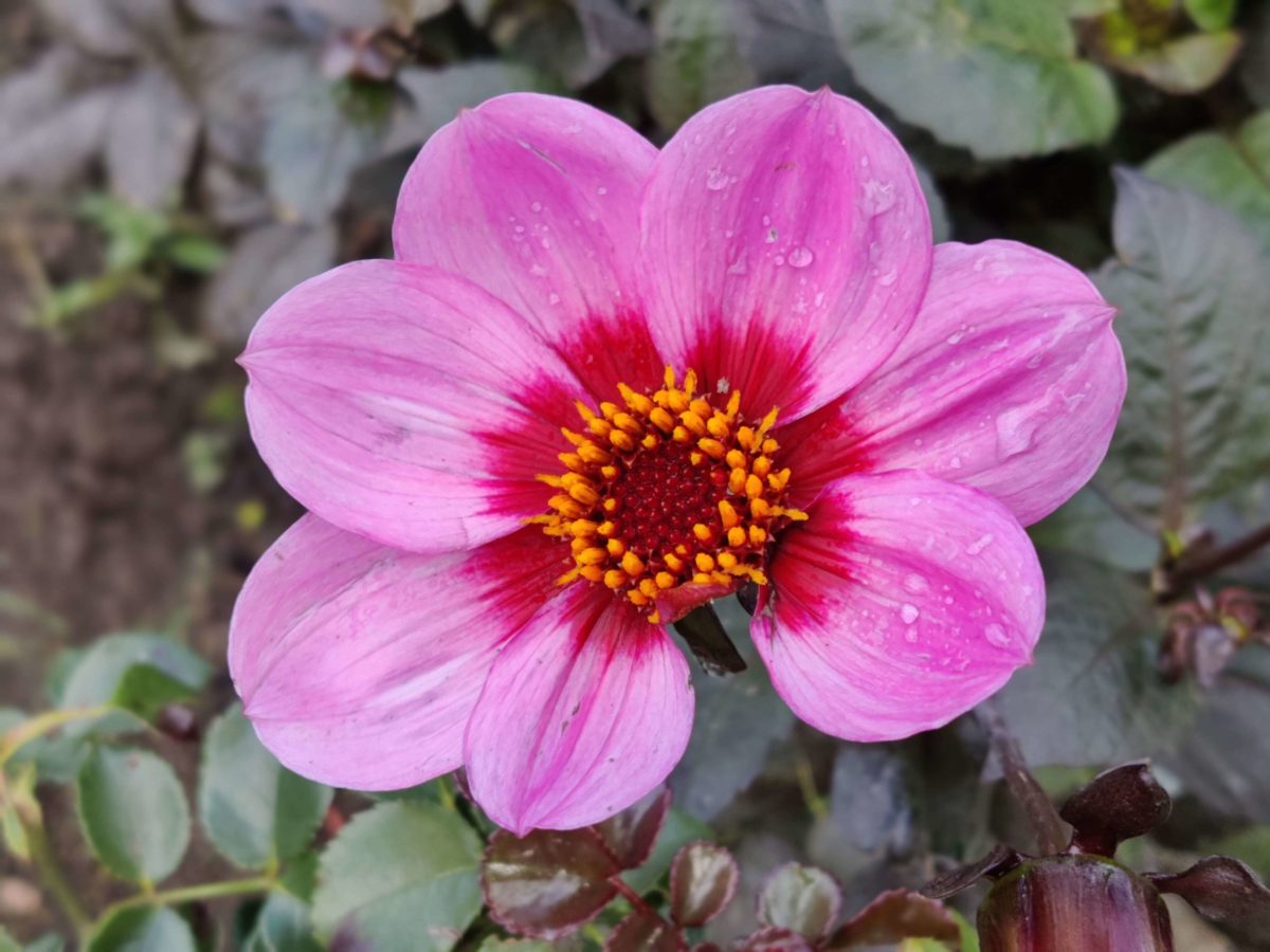 OnePlus 8T Kamera-Sample