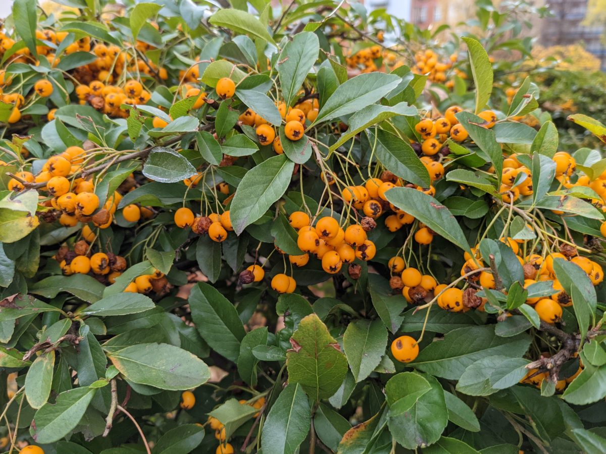 Pixel 4a 5G Kamera-Sample