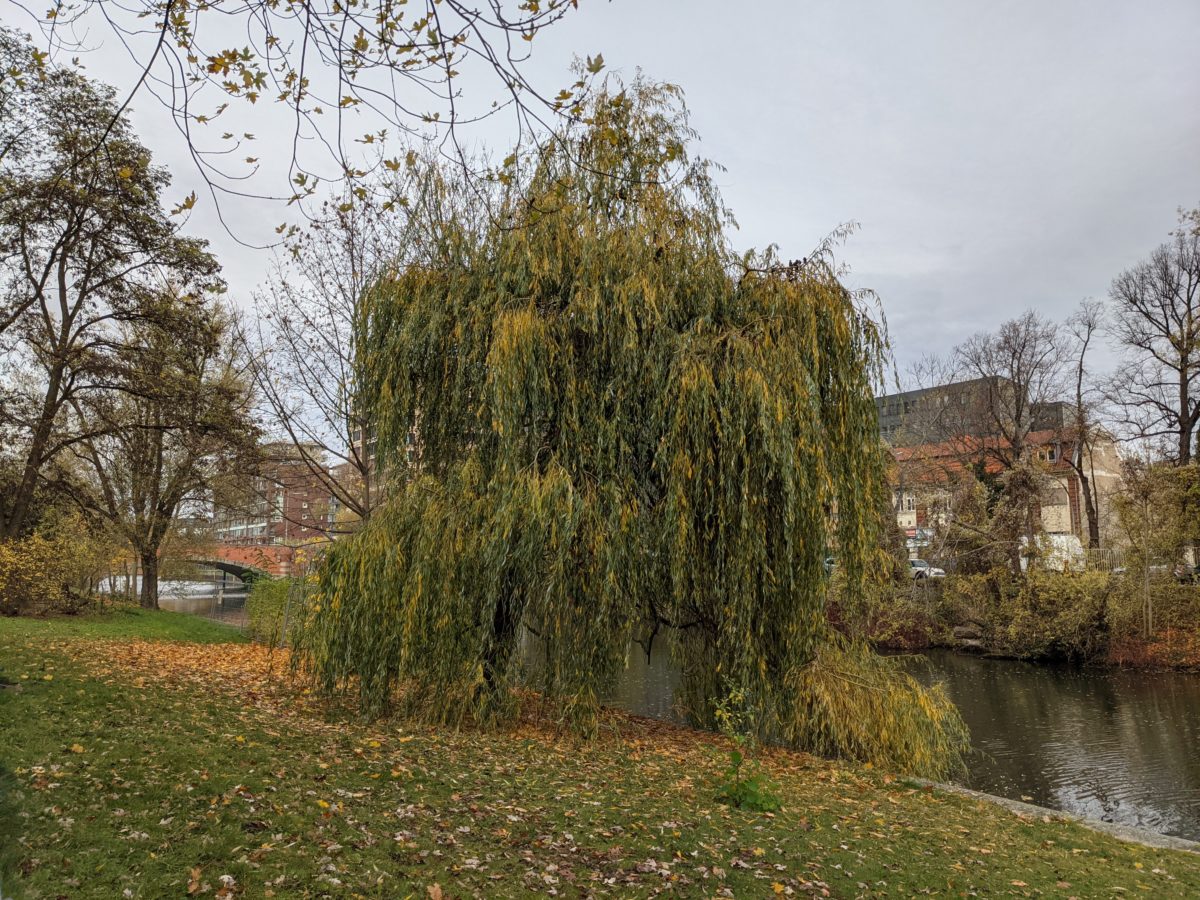 Pixel 4a 5G Kamera-Sample