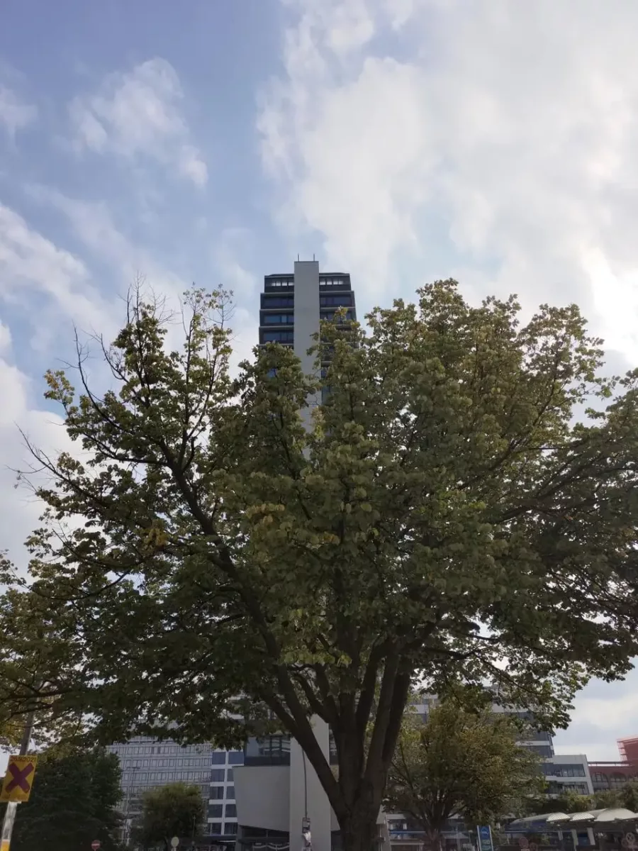 Asus ZenFone 8 Kamera-Sample