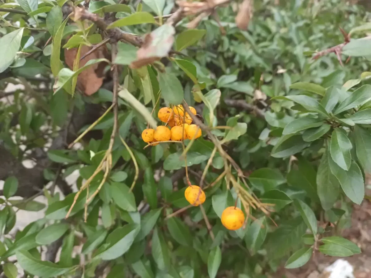 OSCAL Tiger 12 Kamera-Sample OSCAL Tiger 12 Kamera-Sample