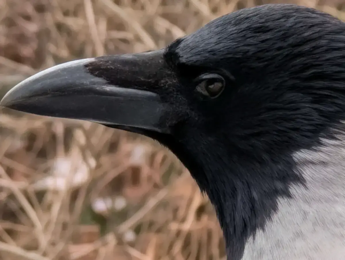 Google Pixel 10 Pro Kamera Sample