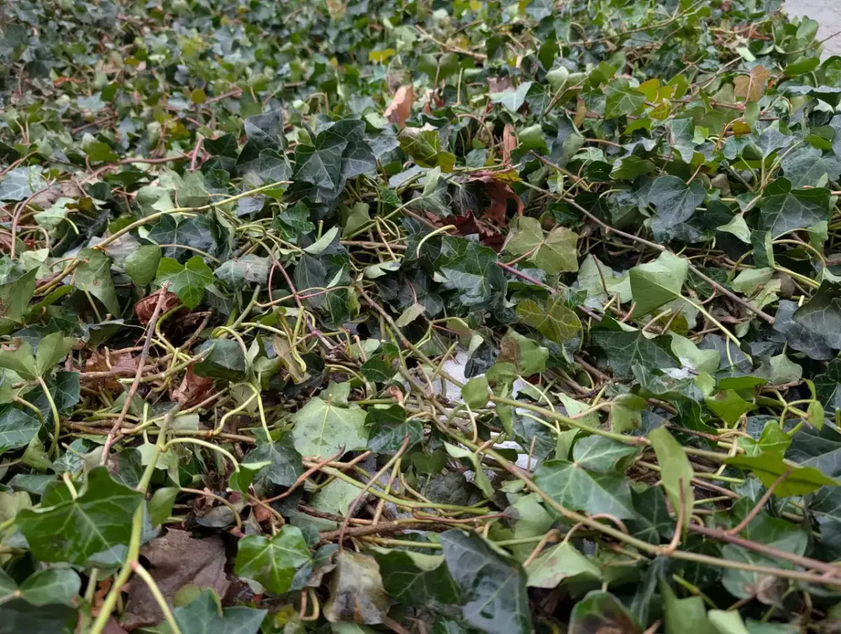 Google Pixel 10 Pro Kamera Sample