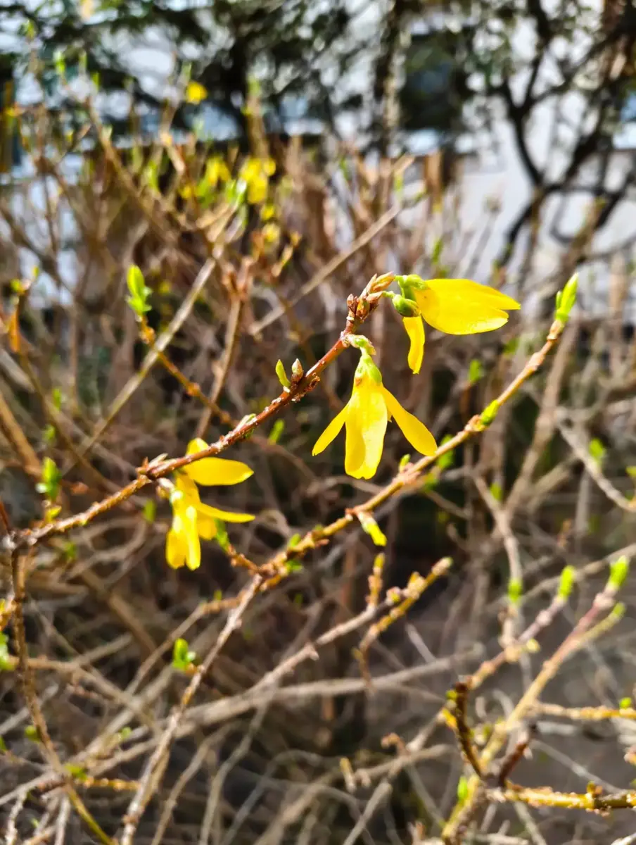 Nothing Phone (4a) Kamera Sample Nothing Phone (4a) Kamera Sample