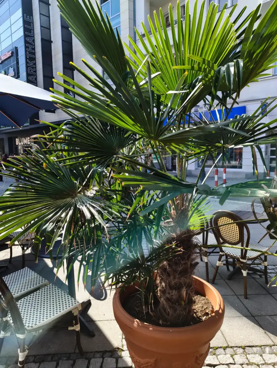 Nothing Phone (4a) Kamera Sample Nothing Phone (4a) Kamera Sample