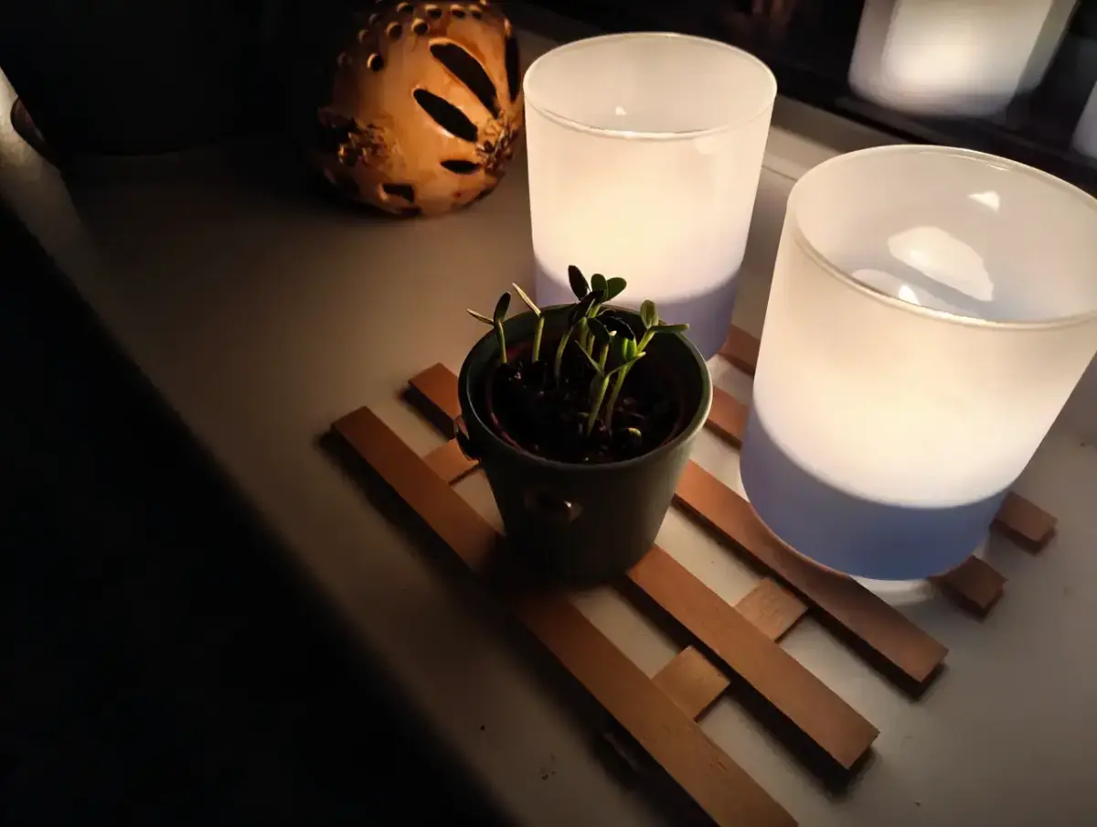 Nothing Phone (4a) Kamera Sample Nothing Phone (4a) Kamera Sample