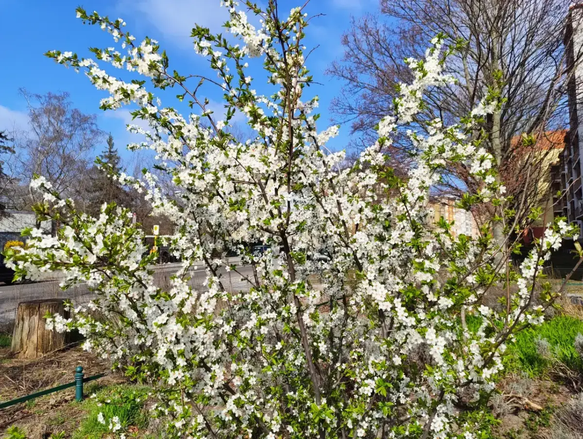 Nothing Phone (4a) Kamera Sample Nothing Phone (4a) Kamera Sample