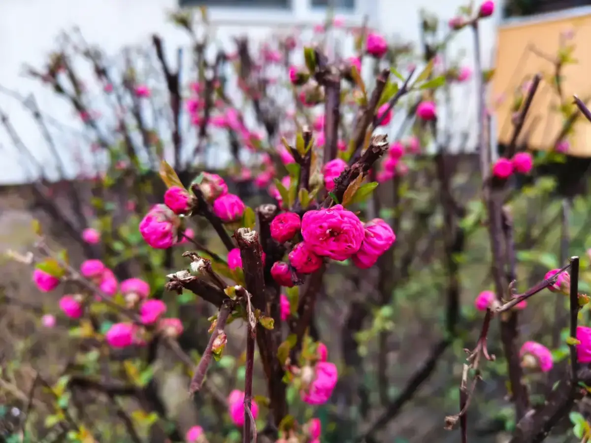 Nothing Phone (4a) Pro Kamera Sample Nothing Phone (4a) Pro Kamera Sample