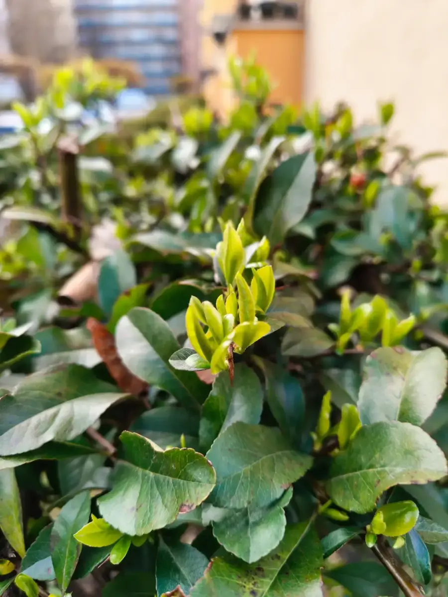 Nothing Phone (4a) Pro Kamera Sample Nothing Phone (4a) Pro Kamera Sample