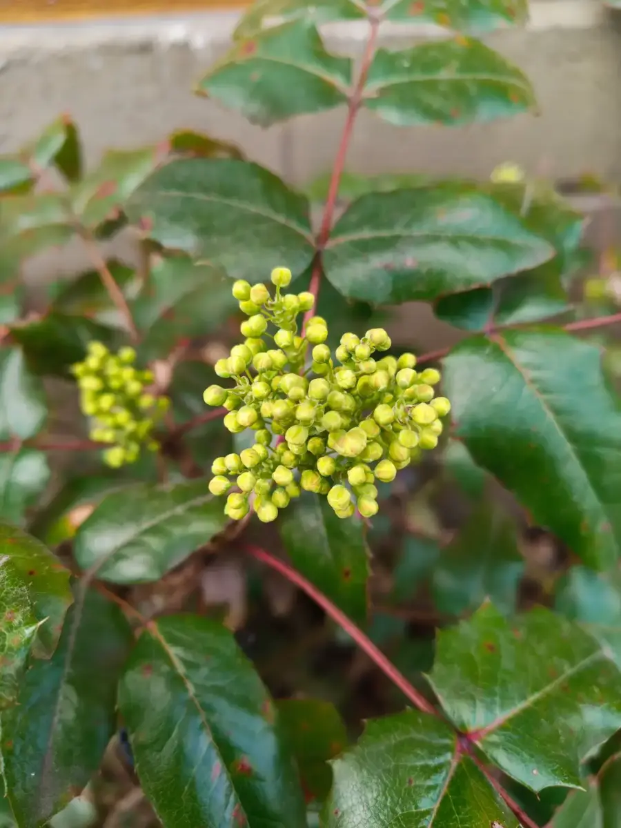 Nothing Phone (4a) Pro Kamera Sample Nothing Phone (4a) Pro Kamera Sample