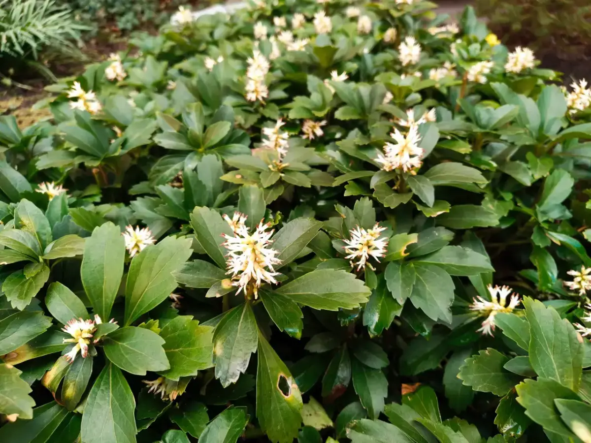 Nothing Phone (4a) Pro Kamera Sample Nothing Phone (4a) Pro Kamera Sample