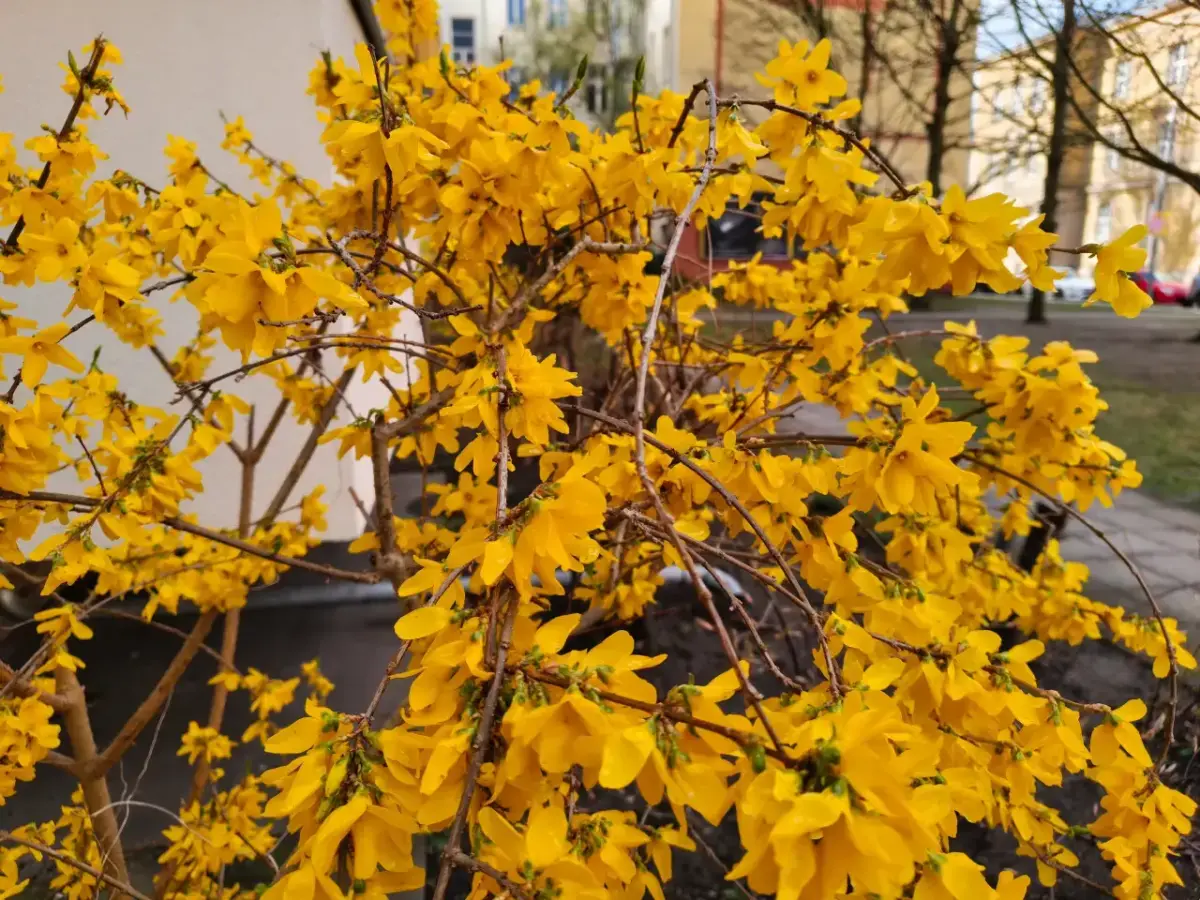 Nothing Phone (4a) Pro Kamera Sample Nothing Phone (4a) Pro Kamera Sample