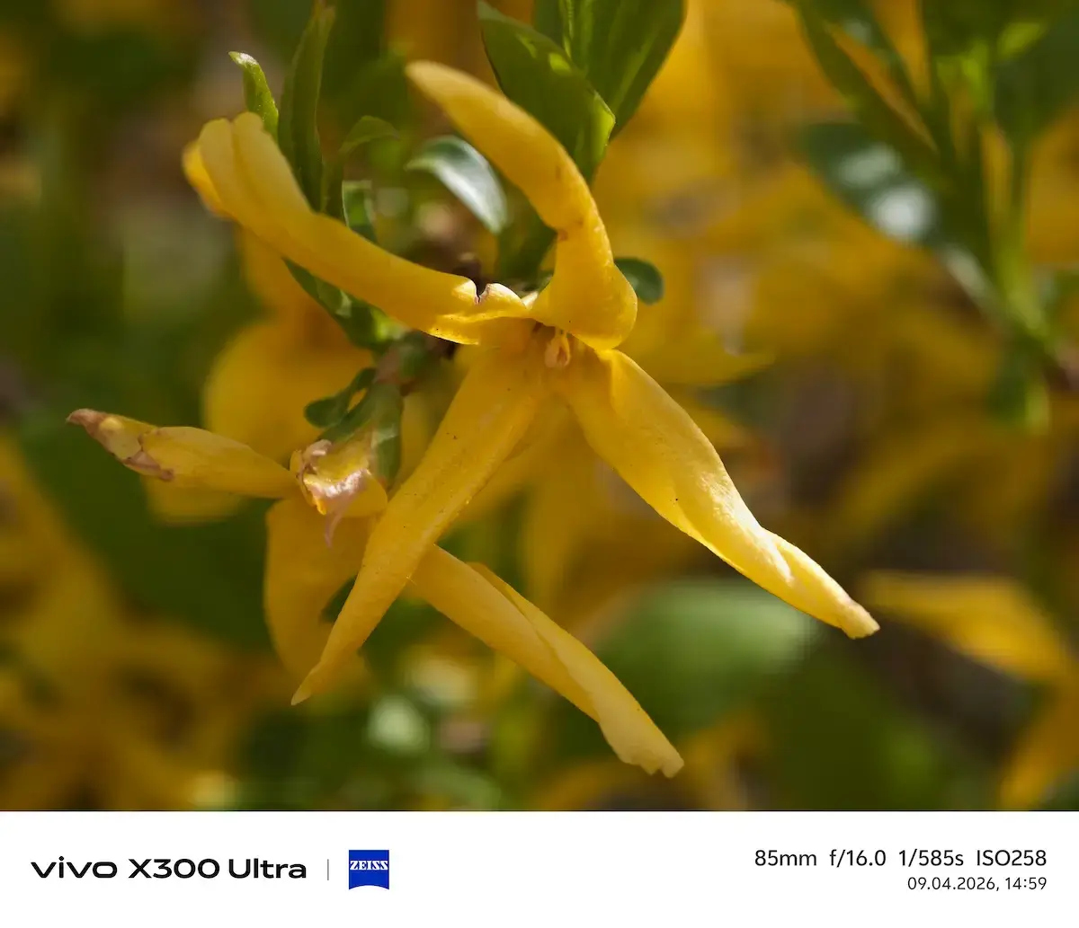 Vivo X300 Ultra Kamera Sample Vivo X300 Ultra Kamera Sample